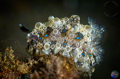 Dendrodoris denisoni