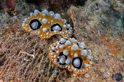 Phyllidia ocellata mating