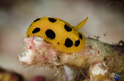 Phyllidia polkadotsa