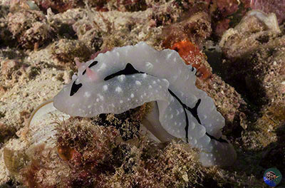 Phyllidiopsis cf. shireenae