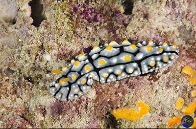 Phyllidia varicosa