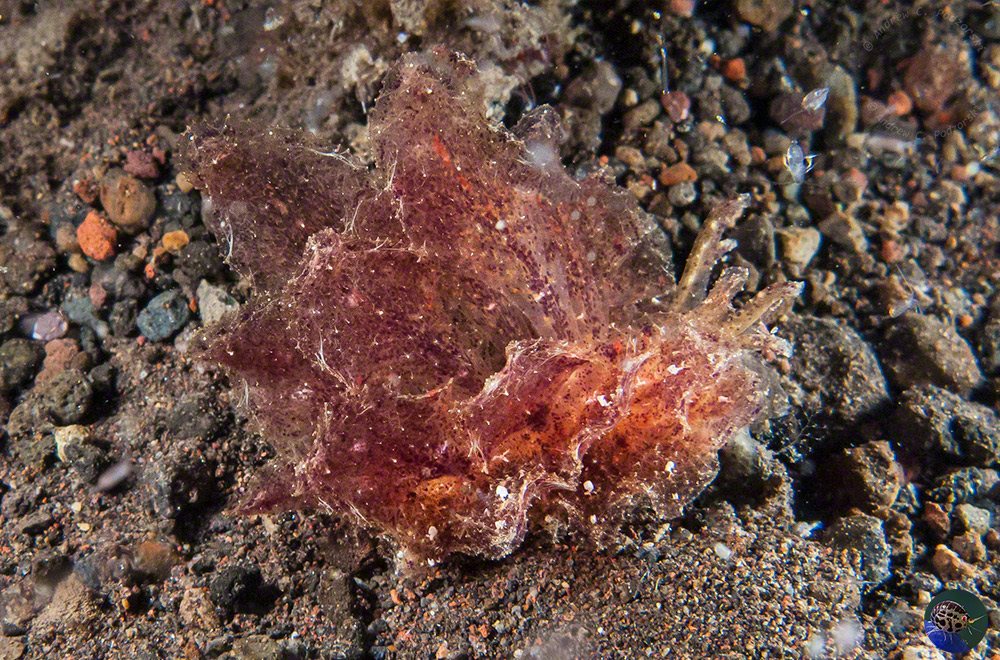 Polybranchia scf. orientalis