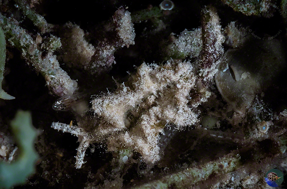 Elysia cf. tomentosa