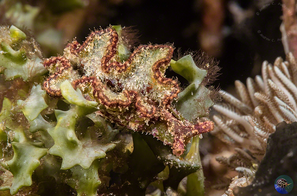 Elysia sp. 18 (Gosliner et al. 2018)