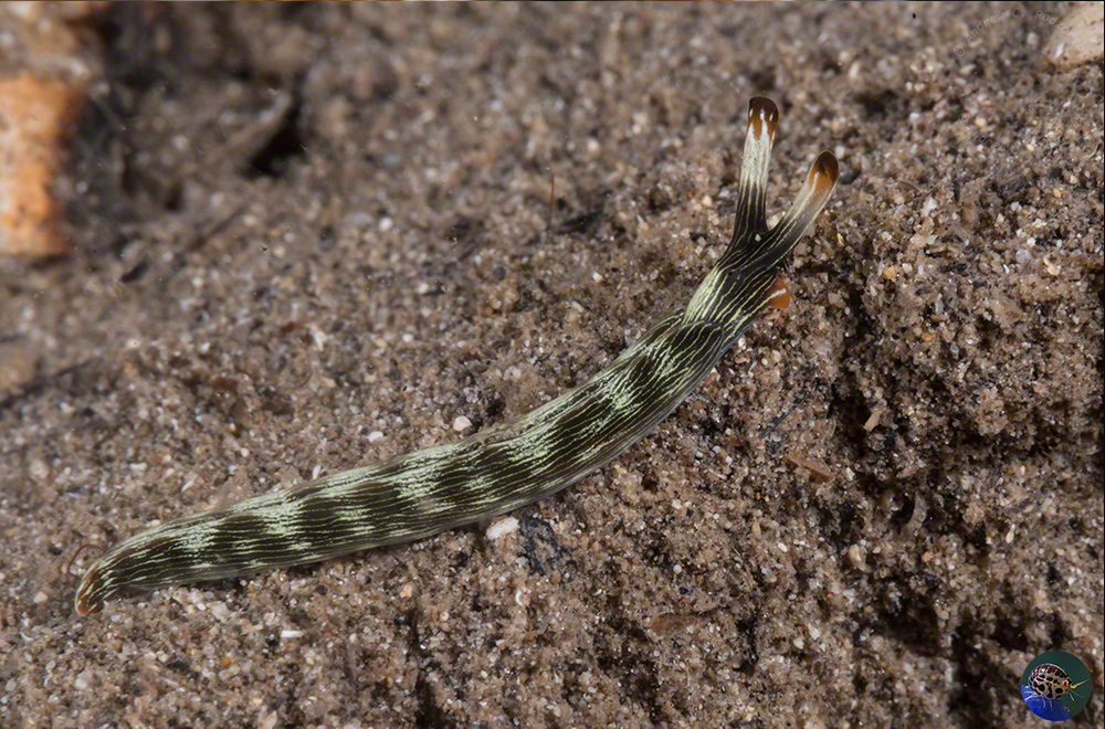 Thuridella gracilis