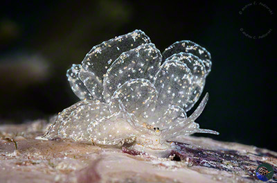 Cyerca sp. nov. aff. elegans