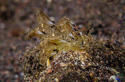 Polybranchia cf. jannae