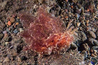 Polybranchia scf. orientalis