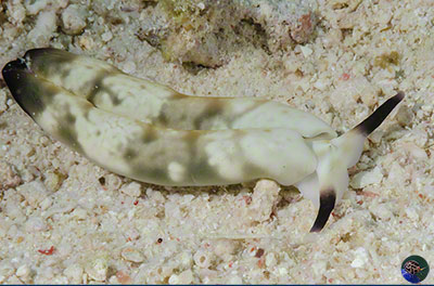 Plakobranchus ocellatus