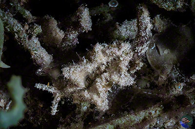 Elysia cf. tomentosa