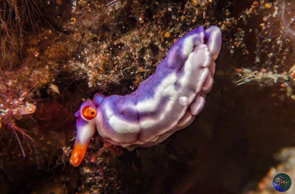 Thuridella albopustulosa