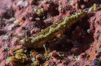 Thuridella flavomaculata