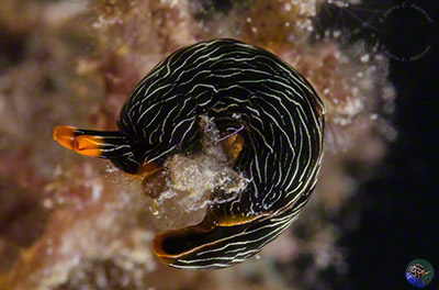 Thuridella gracilis