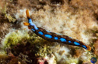 Thuridella cf. gracilis