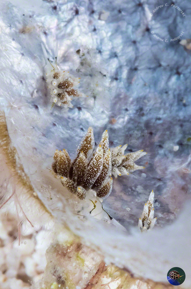 Ercolania endophytophaga