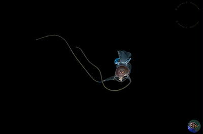 Cavolinia tridentata