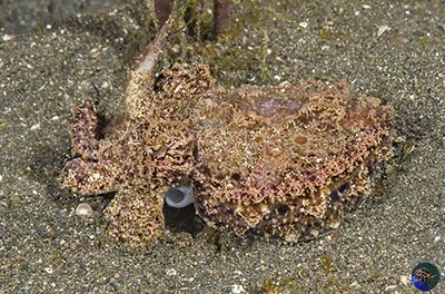 Metasepia pfefferi - camouflaged mature adult