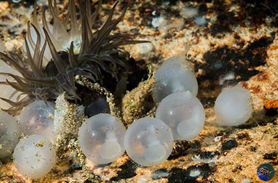 Metasepia pfefferi - developing embryos