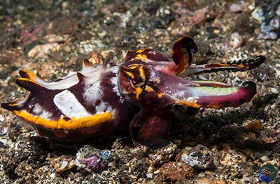 Metasepia pfefferi - warning colouration