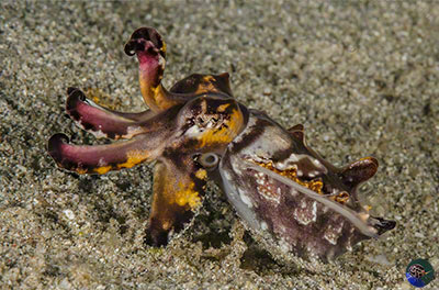 Metasepia pfefferi - walking on sand