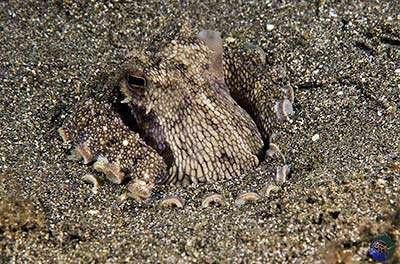 Amphioctopus marginatus