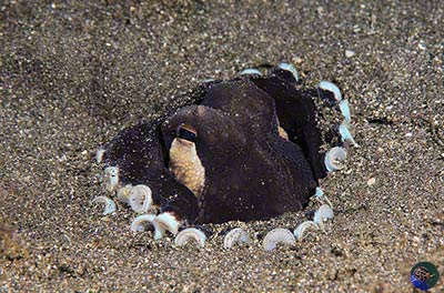 Amphioctopus marginatus - warning colouration