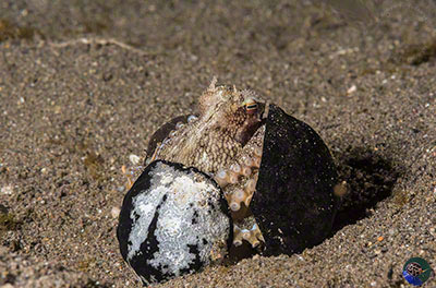 Amphioctopus marginatus