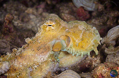 Octopus cf. cyaneus - disturbed hunting