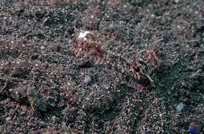 Thaumoctopus mimicus