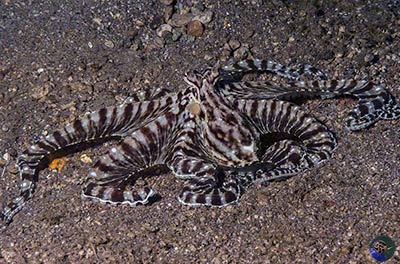 Thaumoctopus mimicus
