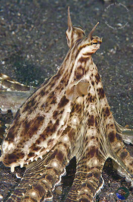 Thaumoctopus mimicus
