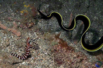 Wonderpus photogenicus in a defense posture