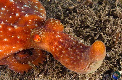Callistoctopus luteus