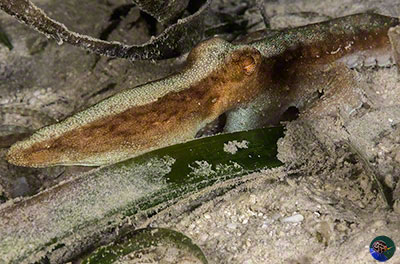 Callistoctopus cf. kaurna