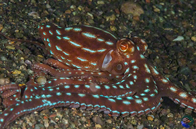 Callistoctopus ornatus