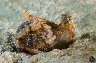 Octopus sp.  opening the clam by suction