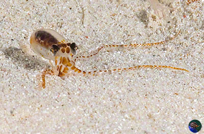 Octopus sp. - paralarva 