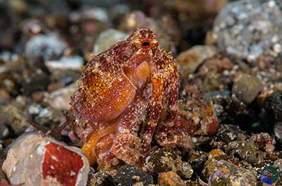 Amphioctopus siamensis