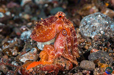 Amphioctopus siamensis