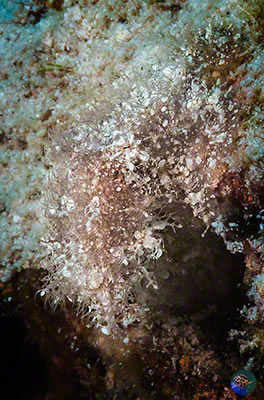 Octopus sp. - Hairy Octopus