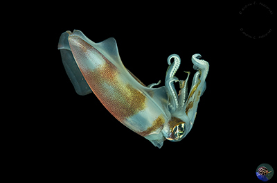 Sepioteuthis cf. australis