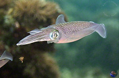 Sepioteuthis lessoniana