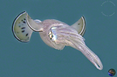 Sepioteuthis lessoniana