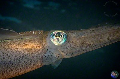 Sepioteuthis lessoniana