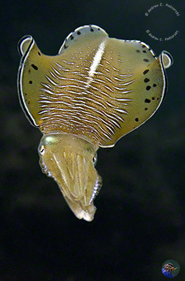 Sepioteuthis lessoniana - male challeng colouration