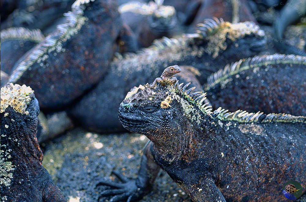 Amblyrhynchus cristatus - friends