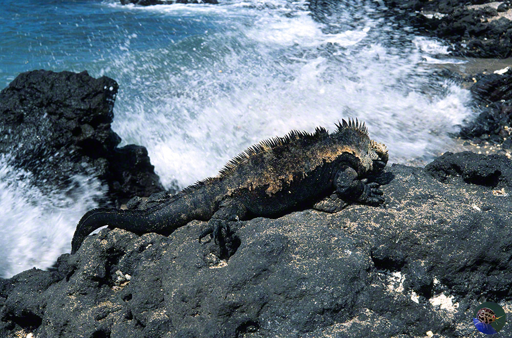 Amblyrhynchus cristatus - mature male