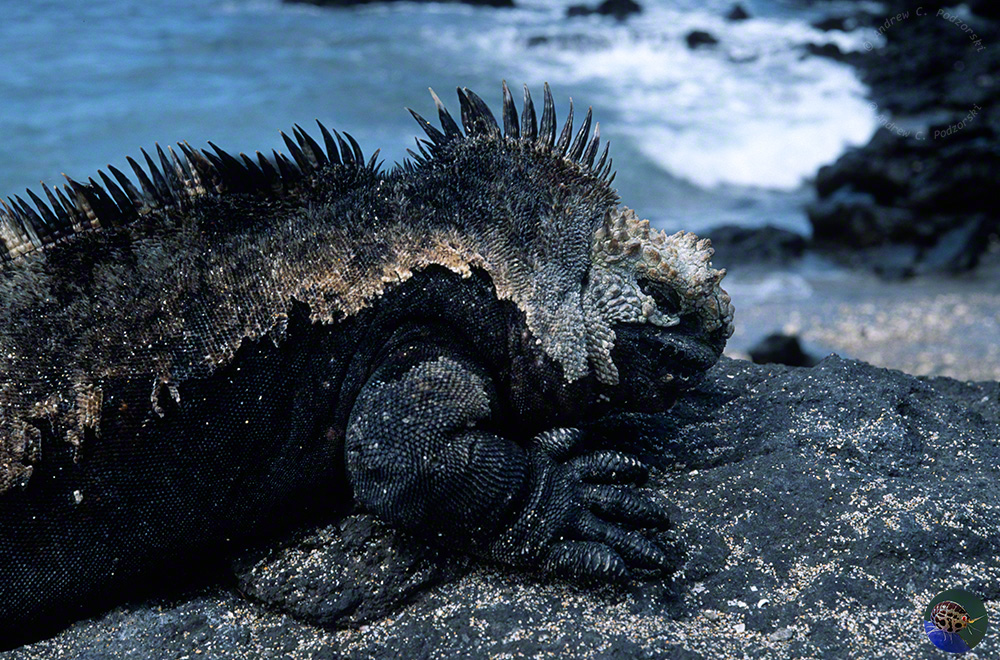 Amblyrhynchus cristatus - mature male