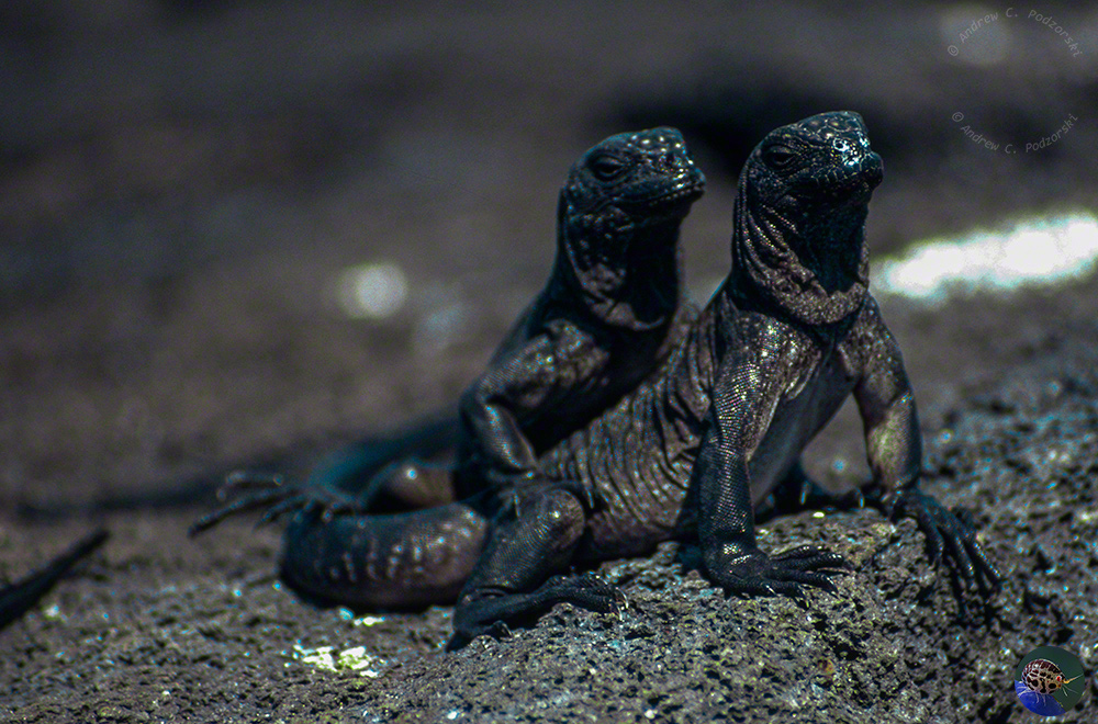 Amblyrhynchus cristatus your juveniles sunning