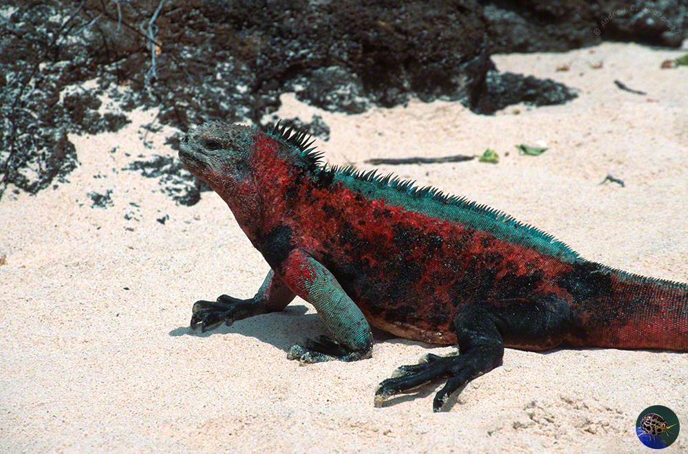  Amblyrhynchus cristatus - Espaniola